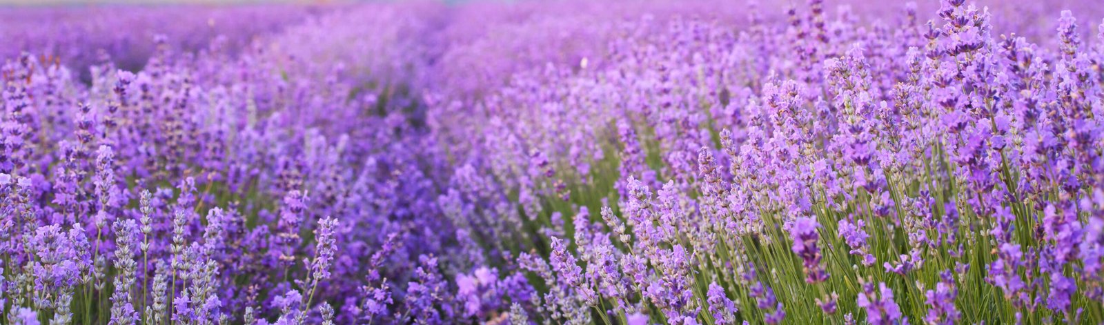¿Qué es la aromaterapia?
